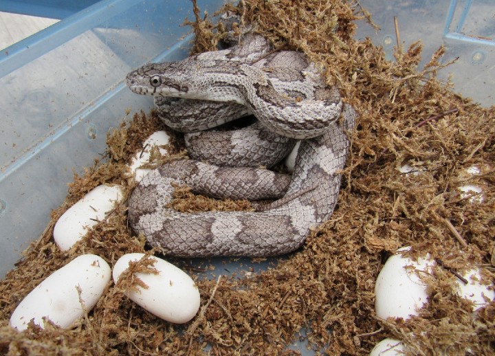 Gray Rat Snake